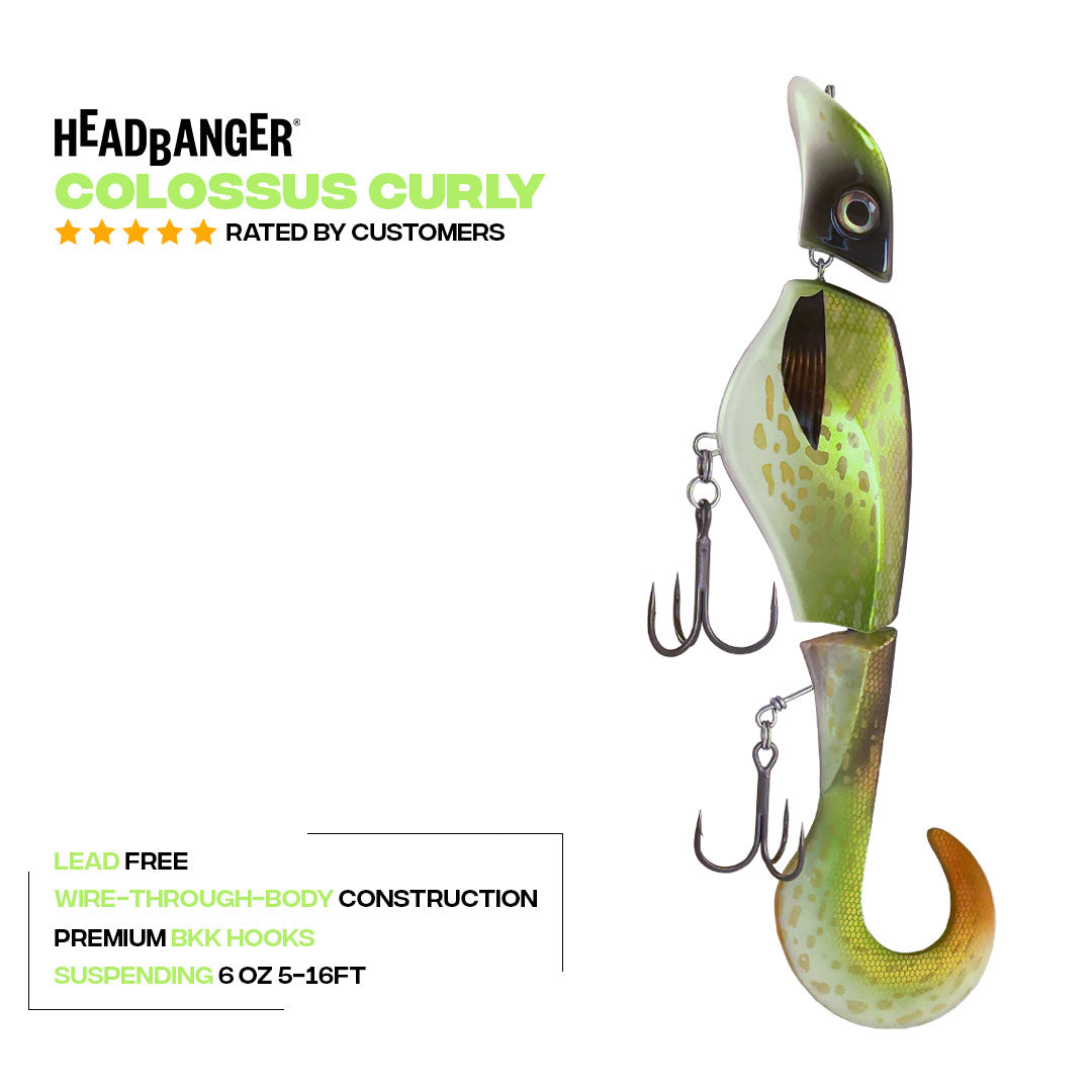 Headbanger Colossus Curly 12"